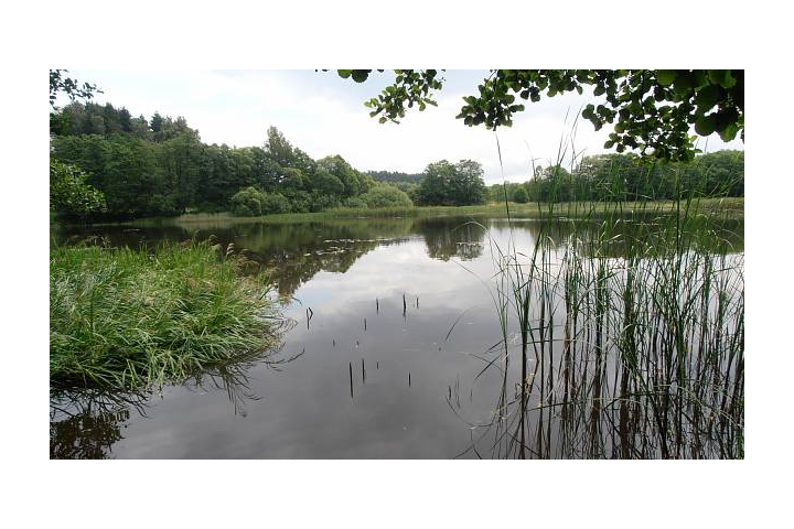 Rybník Velká Kamenice